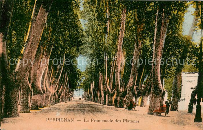 Perpignan La Promenade des Platanes