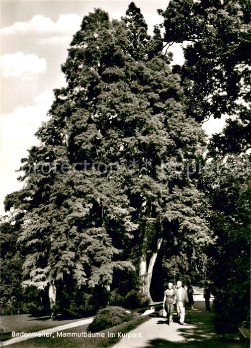 Badenweiler Mammutb?ume im Kurpark