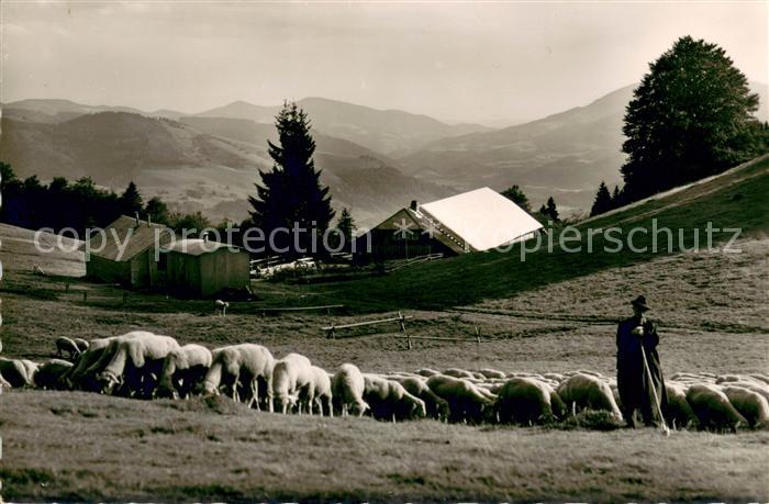 Schoenau Schwarzwald Berghotel Wiedener Eck Schafherde