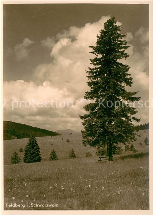 Feldberg Schwarzwald Panorama
