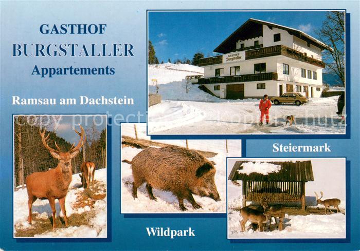 Ramsau Dachstein Steiermark Gasthof Burgstaller Wildpark mit Rot- und Schwarzwil