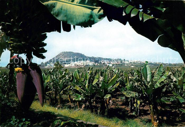 Gran Canaria Montana de Arugas con plantaciones de plataneras