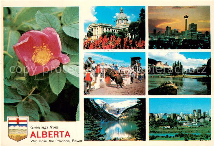 Alberta  Wild Rose the Provincial Flower