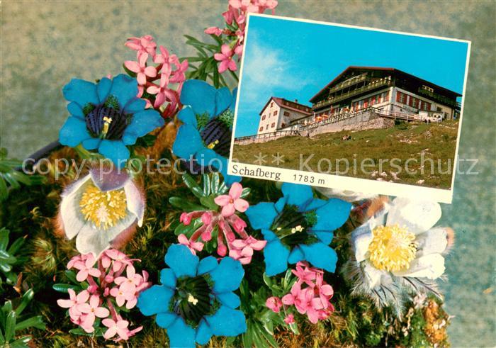 St Wolfgang Salzkammergut Schafberg mit Alpenblumen