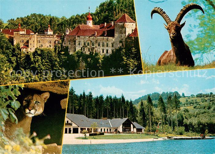 Herberstein Natur- und Wildparkam Stubenbergsee Puma Gemse