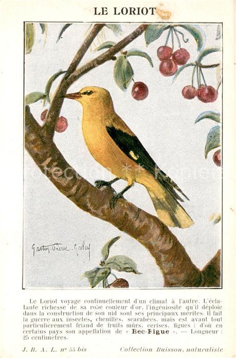 Voegel Birds Oiseaux Uccelli Pajaros-- Loriot Kuenstlerkarte