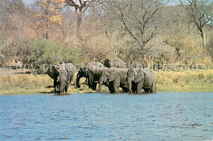 Elefant Elephant on Edge of Lake Kariba