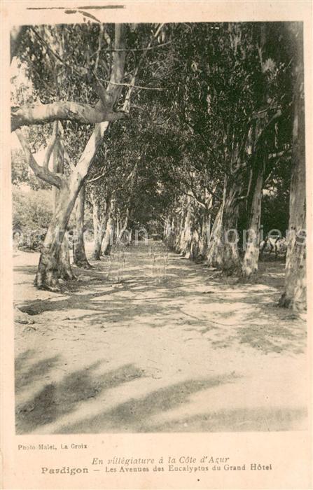 Pardigon Avenues des Eucalyptos du Grand Hôtel
