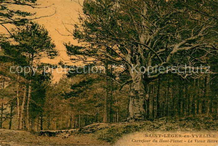 Saint-Leger-en-Yvelines Carrefour du Haut Planet vieux hètre