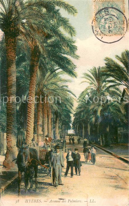 Hyeres les Palmiers Avenue des Palmiers