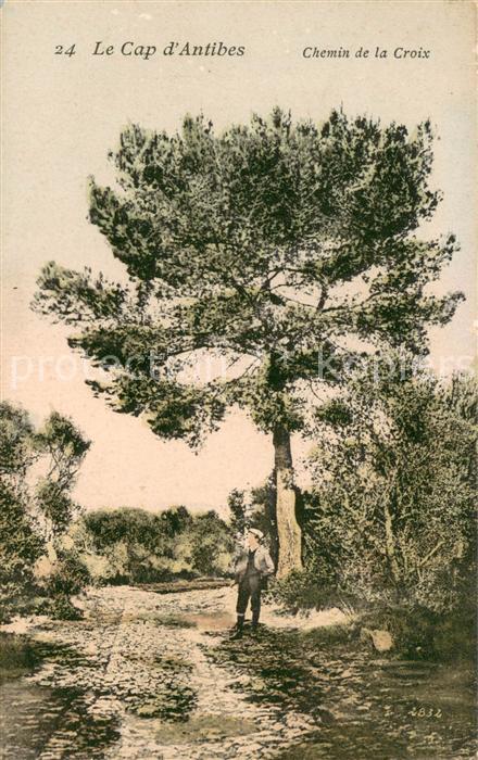 Cap d Antibes Chemin de la Croix Arbre Nature