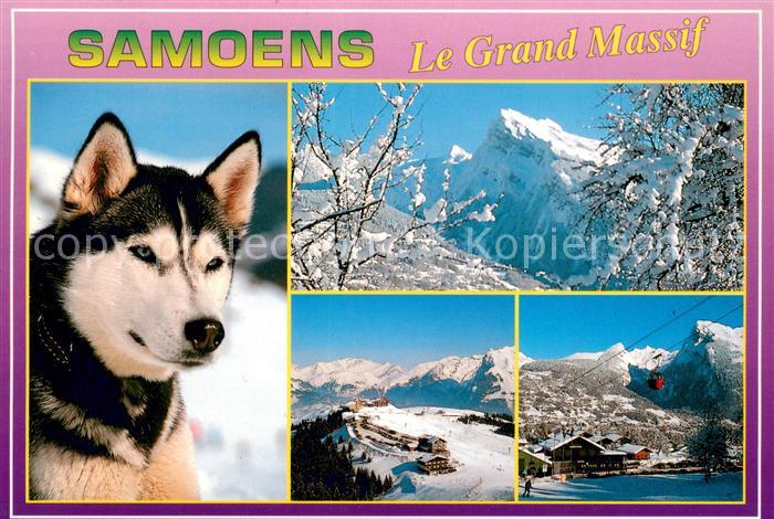 Samoens Husky Hund Winterimpressionen Alpen