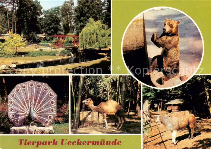 Ueckermuende Mecklenburg Vorpommern Tierpark Wassergefluegelanlage Braunbaer Mos