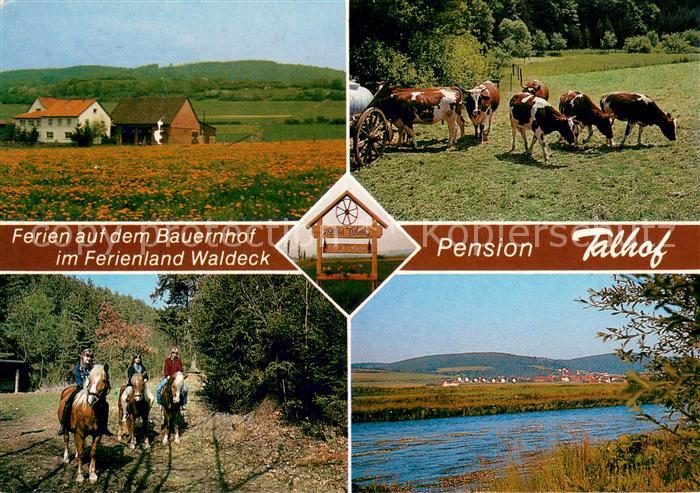 Wellen Waldeck Pension Talhof Reiter Weiderinder Panorama