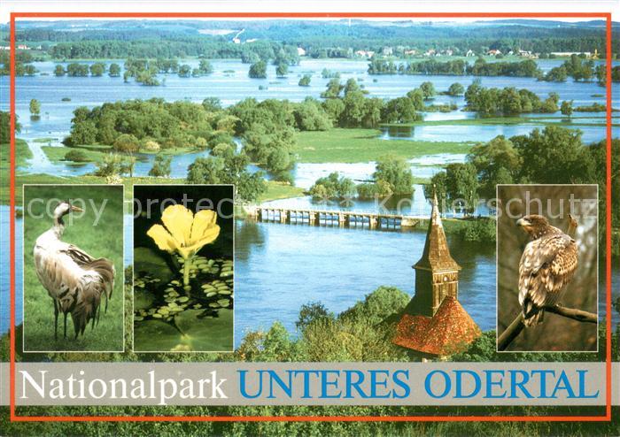Brandenburg Region Nationalpark Unteres Odertal Fruehjahrsflutung Kranich Seekan