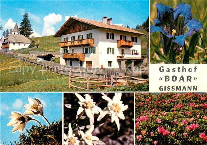Gissmann Gasthof Boar Alpenflora Natur