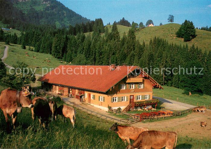 Steibis Oberstaufen Bayern Unterlauchalpe Almvieh Kuehe Allgaeuer Alpen