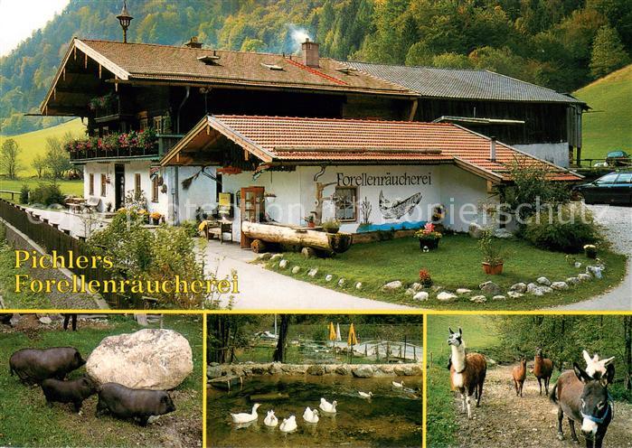Schneizlreuth Pichlers Forellenraeucherei Tierpark Schweine Schwaene Lama Esel