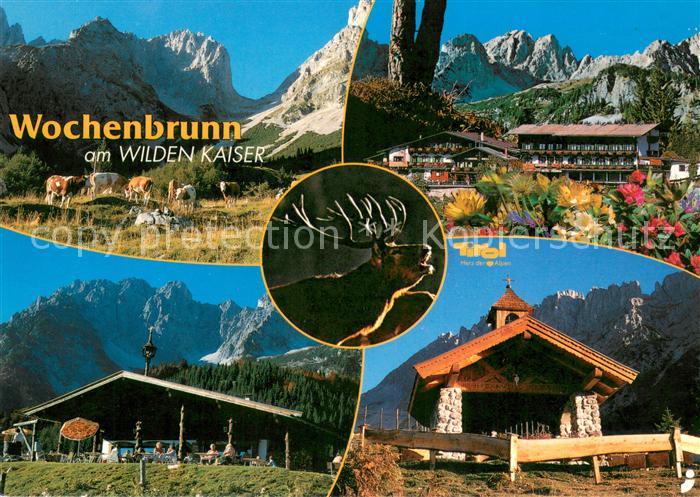 Ellmau Tirol Alpengasthof Wochenbrunn Almvieh Kuehe Hirsch Kapelle Kaisergebirge