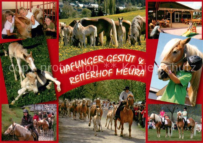 Meura Haflinger Gestuet Reiterhof Pferdekoppel