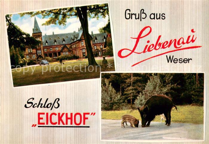 Liebenau Nienburg Schloss Eickhof Wildschein mit Jungen