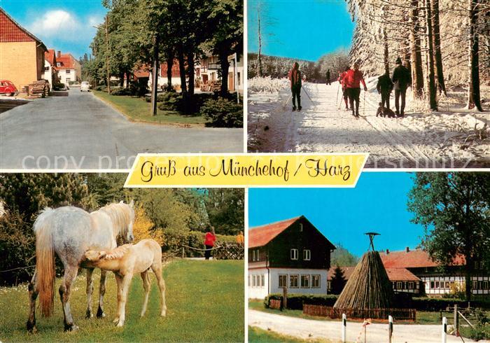 Muenchehof Harz Ortsansichten Langlaufloipe Stute mit Fohlen