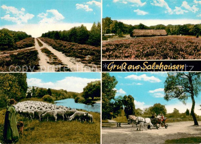 Salzhausen Lueneburger Heide Ponywagen Schafherde Heidelandschaft