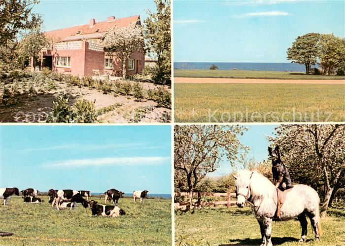 Hohenfelde Kiel Bauernhof Urlaub Panorama Kuhherde Hund sitzt auf Pfer