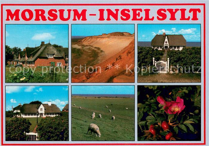 Morsum Sylt Friesenhaeuser Steilkueste Schafe Inselflora