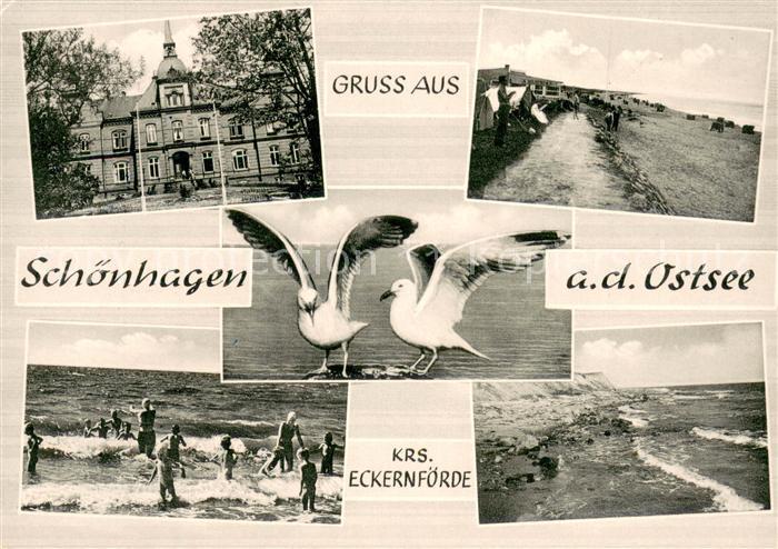 Schoenhagen Brodersby Gut Schoenhagen Uferpromenade am Strand Moewen