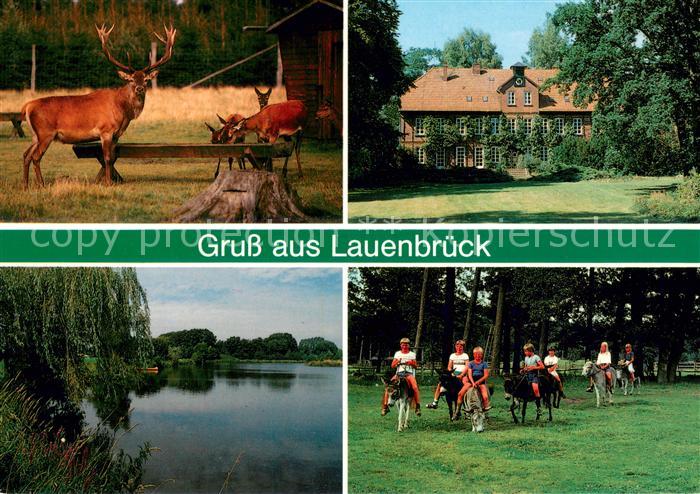 Lauenbrueck Rothirsch im Wildpark Gutshaus Graf von Bothmer Wiesensee Eselreiten