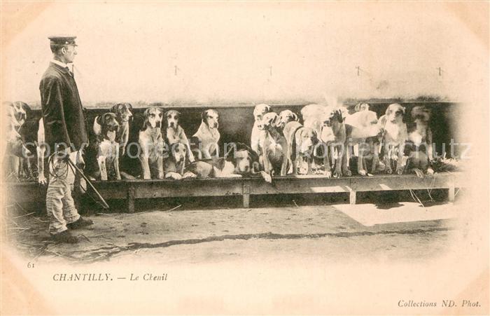 Tiere Hunde