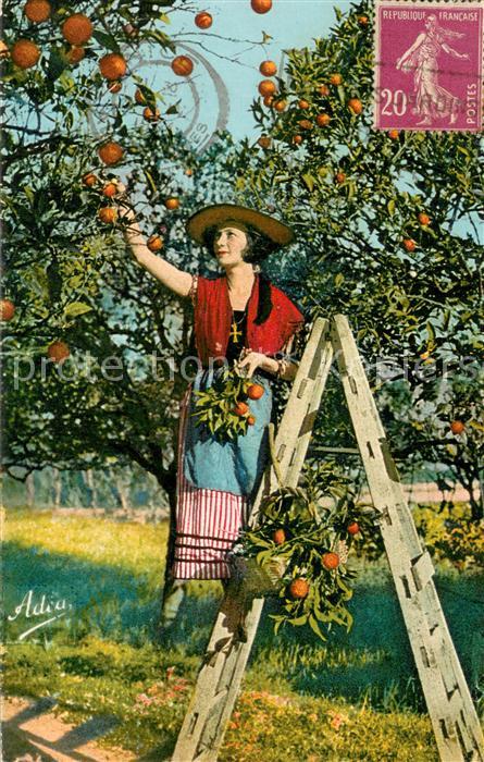 Ernte Landwirtschaft Orangen pfl?cken