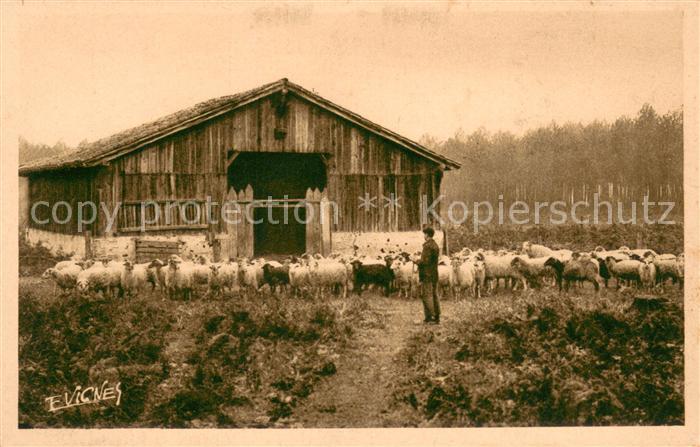 Schaeferei Landwirtschaft Sch?fer Gascogne E Vicnes