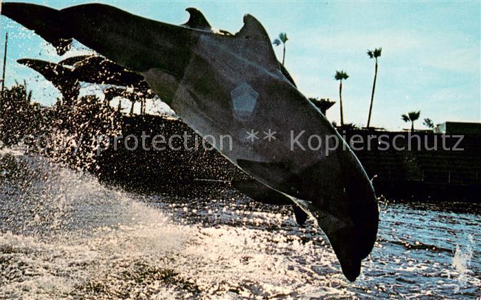 Tiere Sea World Delfine