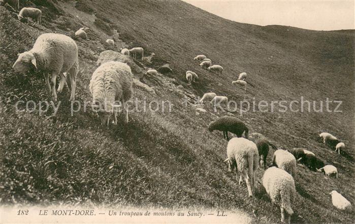 Mont-Dore Schafherde