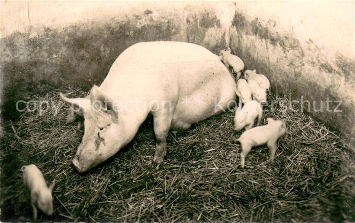 Tiere Grignon