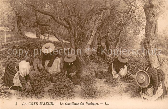 Ernte Landwirtschaft La Cote D´azur