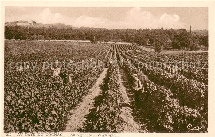 Ernte Landwirtschaft Au Pays Du Cognac