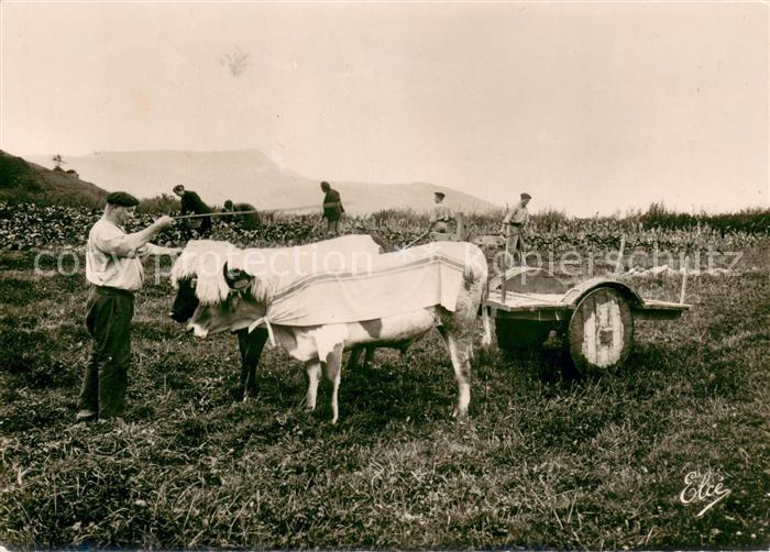 Landwirtschaft 10209 Pays Basque