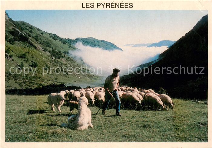 Schaeferhunde 2455-Les Pyrenees