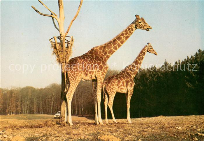 Giraffe Chateau de Thoiry