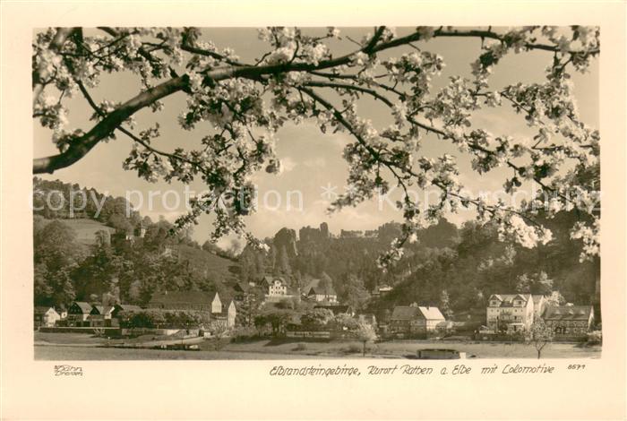 Foto Hahn Nr. 8571 Elbsandsteingebirge