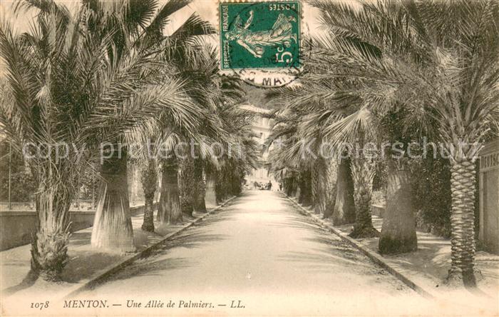 Menton 06 Une allée de palmiers