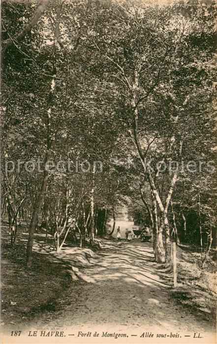 Le Havre Foret de Montgeon Allee sous bois