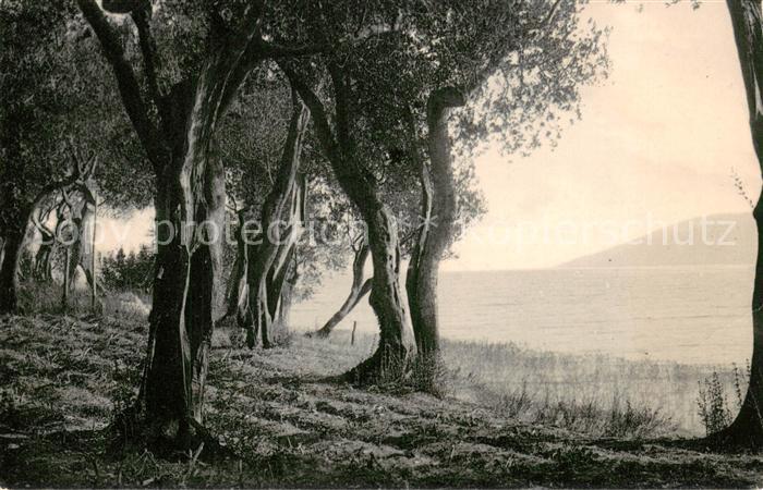Lago di Garda Olivi