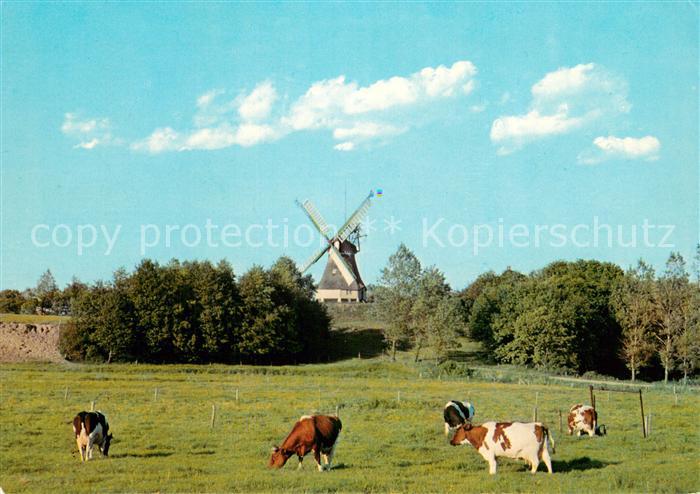 St Michaelisdonn Hoper Muehle Viehweide Kuehe