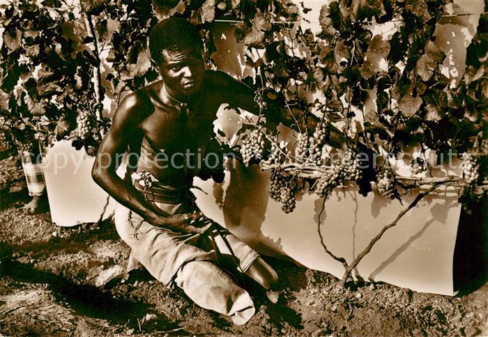 Somalia Vigneto di Hawai