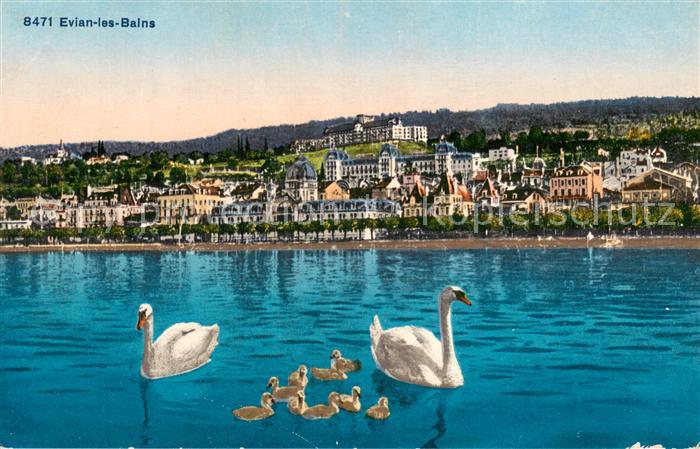 Evian-les-Bains Haute Savoie Une famille de cygnes Lac Leman