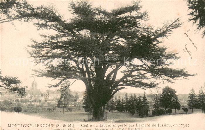 Montigny-Lencoup Cédre du Liban importé par Bernard de Jussieu en 1734